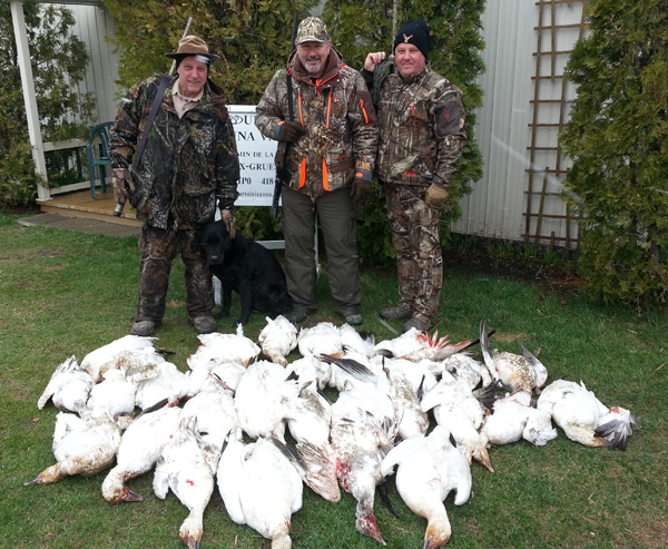 Saison de la chasse à l'oie blanche en novembre